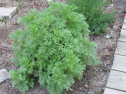 Absinthe Wormwood (Artemisia Absinthium) Green Ginger Herb Flower Seeds