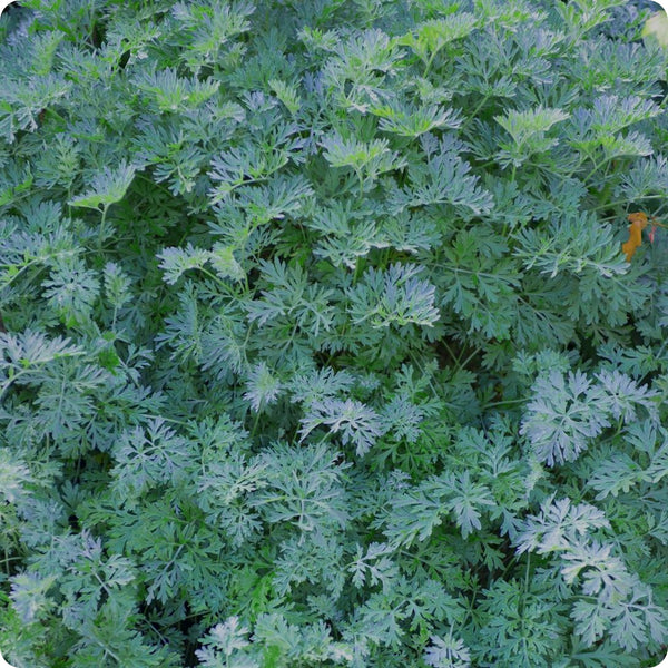 Artemisia Seeds Wormwood Artemisia Absinthium heirloom non-gmo organic garden seeds