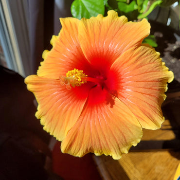 Semillas de Hibisco Naranja para Plantar - Impresionantes Flores Tropicales