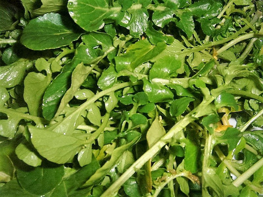 Wrinkled Crinkled Cress Lepidium Sativum Garden Greens Vegetable Seeds heirloom non-gmo organic garden seeds