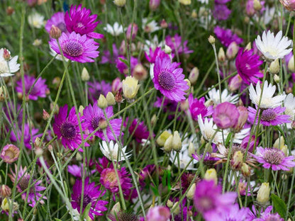 Xeranthemum Annuum Flower Seeds