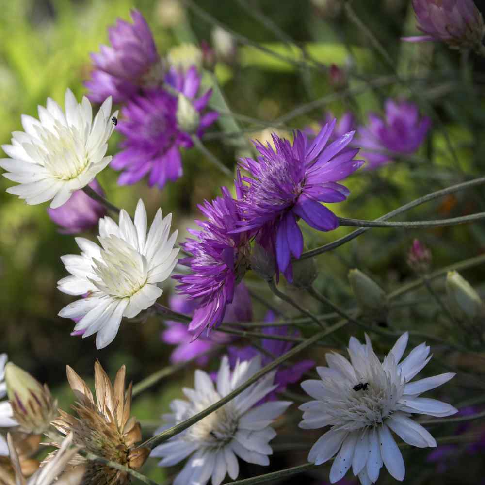 Xeranthemum annum Flower seeds for Planting - Easy to Grow, Heirloom & GMO Free Seeds for Home Garden
 
 Sale seeds for planting in home garden