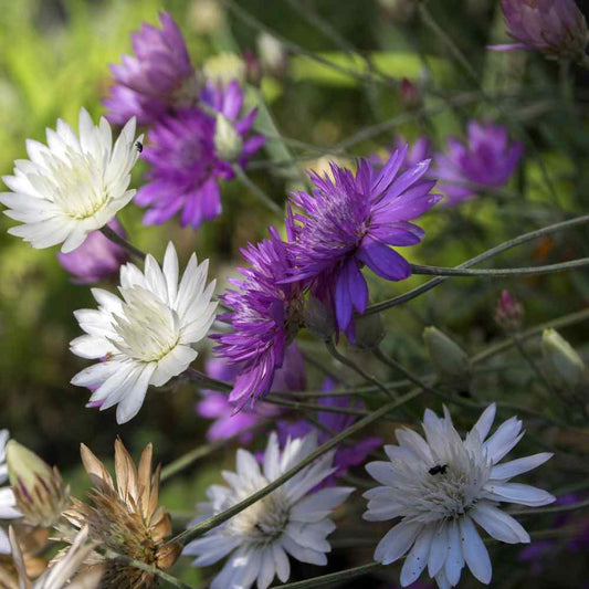 Xeranthemum annum Flower seeds for Planting - Easy to Grow, Heirloom & GMO Free Seeds for Home Garden
 
 Sale seeds for planting in home garden