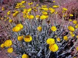 Yellow Desert Marigold (Baileya multiradiata) Showy Drought-Tolerant Paper Daisy Flower Herb Seeds