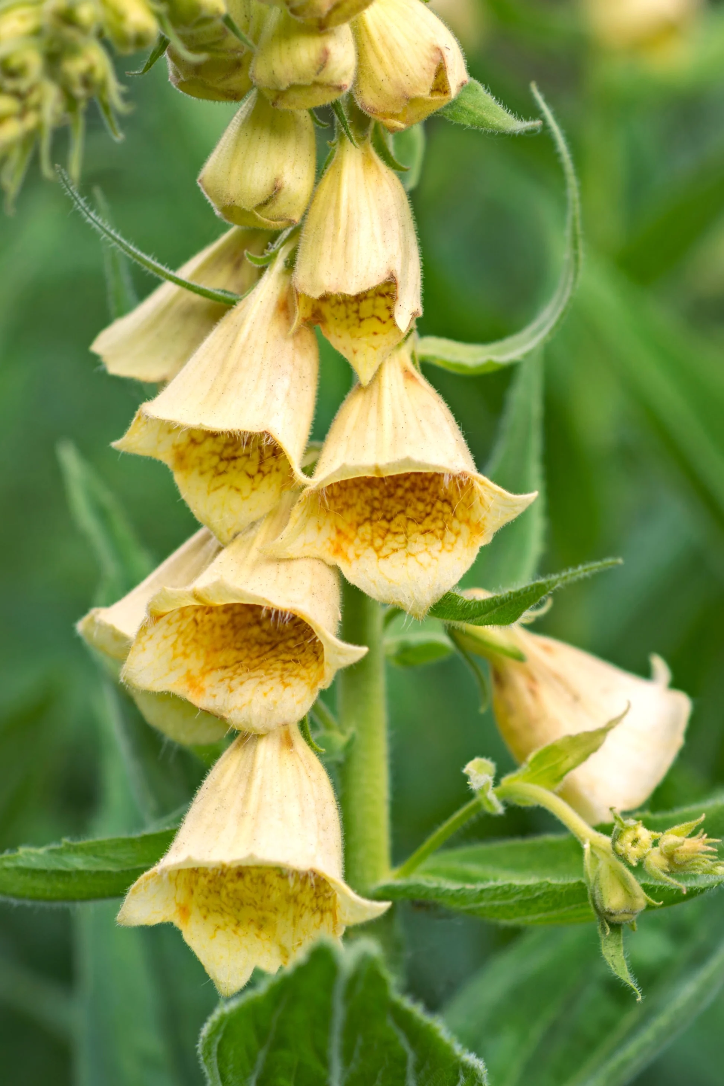 Yellow Foxglove Flower Seeds