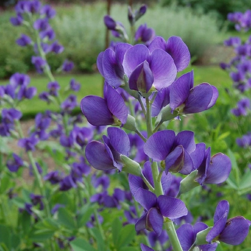 Blue Wild Indigo Flower Seeds