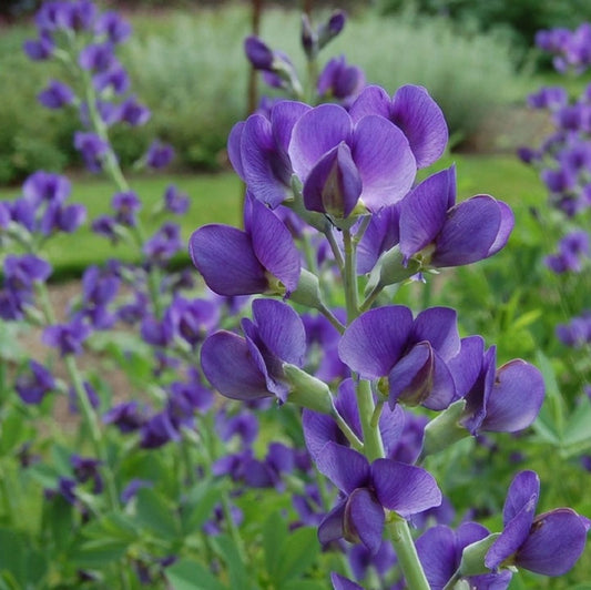 Blue Wild Indigo Flower Seeds