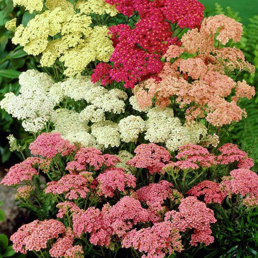 Mixed Yarrow Flower seeds for Planting - Easy to Grow, Heirloom & GMO Free Seeds for Home Garden