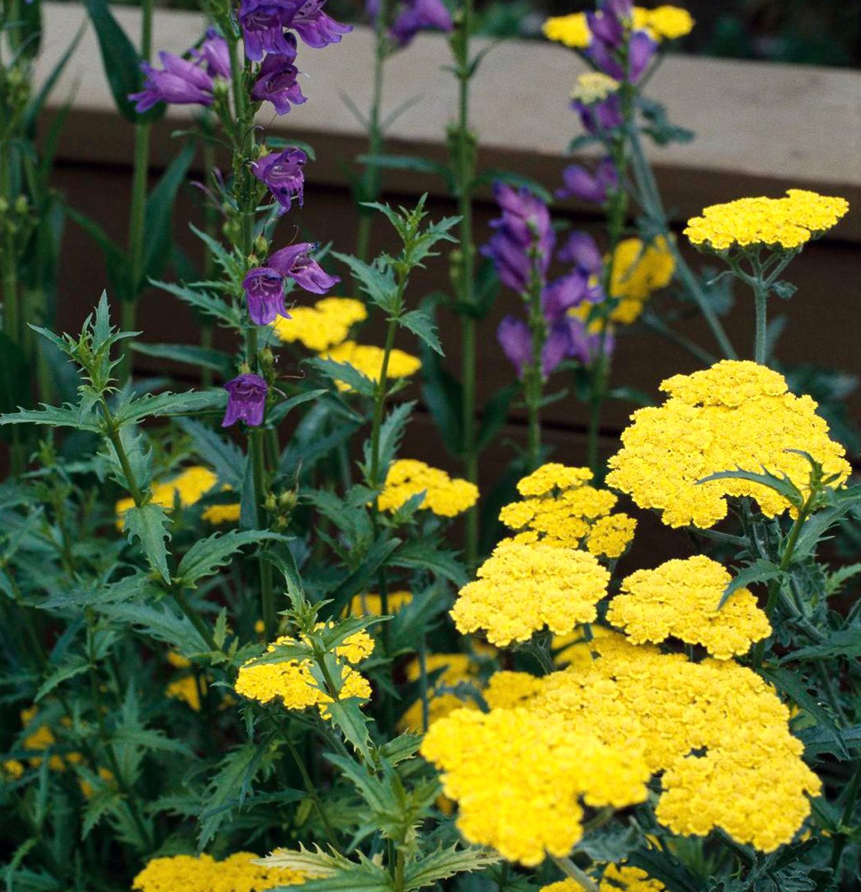 Yarrow Flower Close-Up  Bright Yellow Petal Clusters