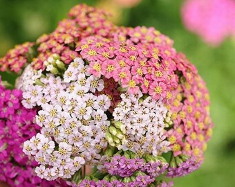 Mixed Summer Yarrow (Achillea Millefolium) Herb Flower Seeds – Red, Pink, White, Gold, Peach