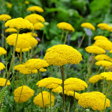Yellow Yarrow Flower Seeds