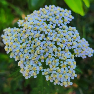Achillea 'Lachmann’s Blue' Seeds - Cool Blue Perennial with Delicate Flower Clusters