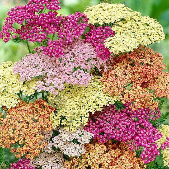 Mixed Summer Yarrow (Achillea Millefolium) Herb Flower Seeds – Red, Pink, White, Gold, Peach
