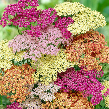 Mixed Summer Yarrow (Achillea Millefolium) Herb Flower Seeds – Red, Pink, White, Gold, Peach