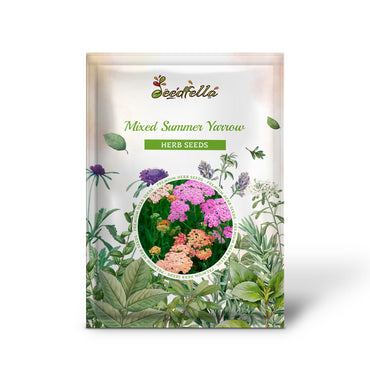 Mixed Summer Yarrow (Achillea Millefolium) Herb Flower Seeds – Red, Pink, White, Gold, Peach