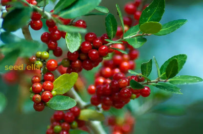 Red Ilex Vomitoria Yaupon Holly Tree Seeds For Planting Perennial Garden Essential heirloom non-gmo organic garden seeds