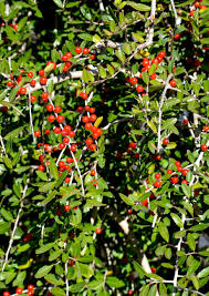 Red Ilex Vomitoria Yaupon Holly Tree Seeds for Planting Perennial Garden Essential