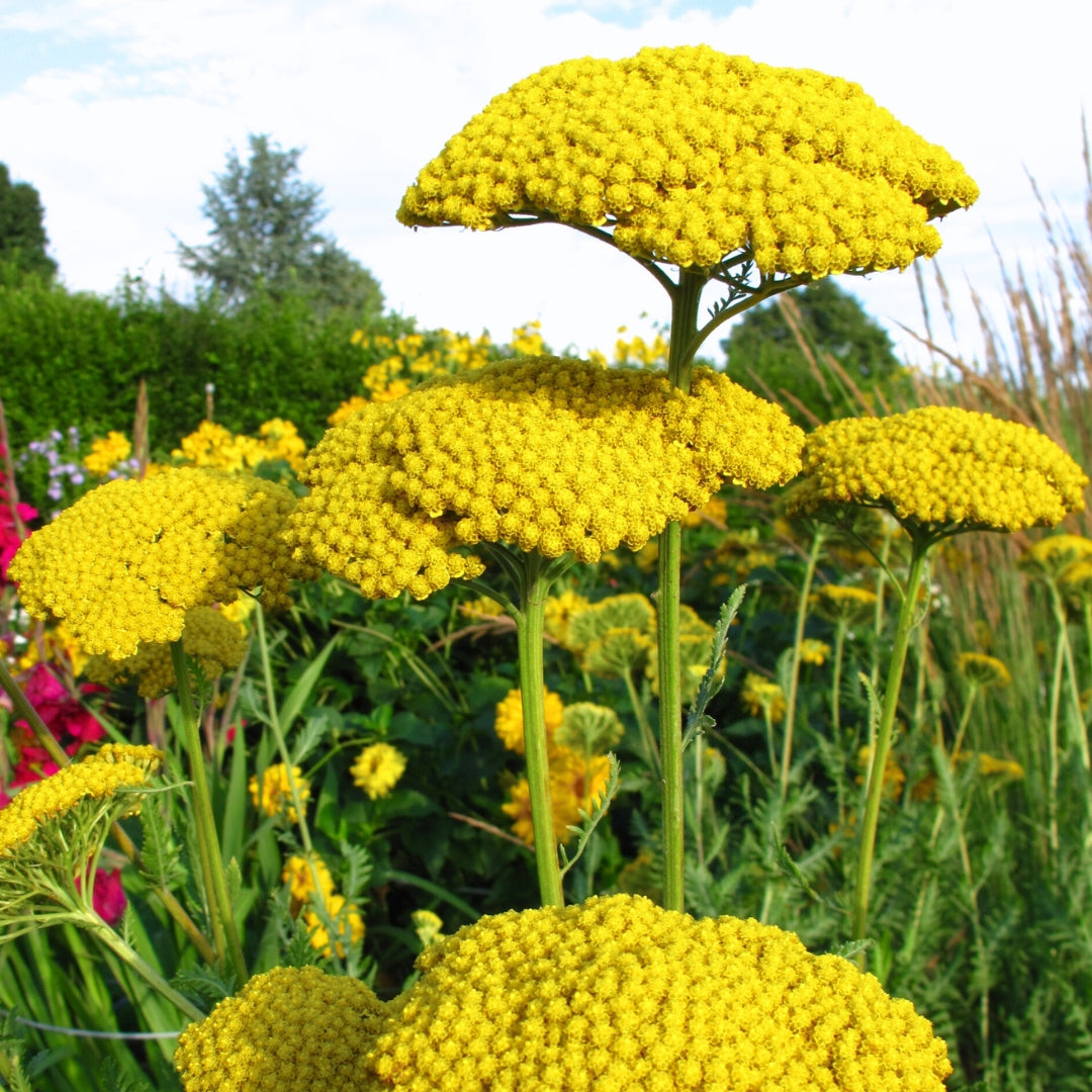 Yellow Achillea Flower Seeds for Planting