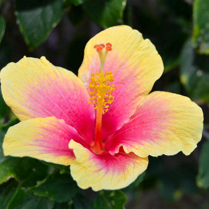 Tropical Yellow Pink Hibiscus Flower Seeds