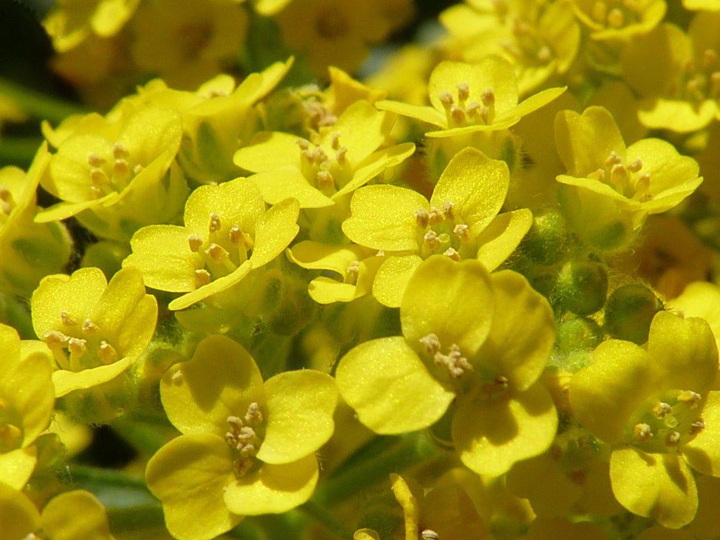 Yellow Aurinia Saxatilis Flower Seeds for Planting