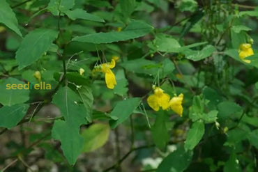 Yellow Balsamine Flower Seeds For Planting