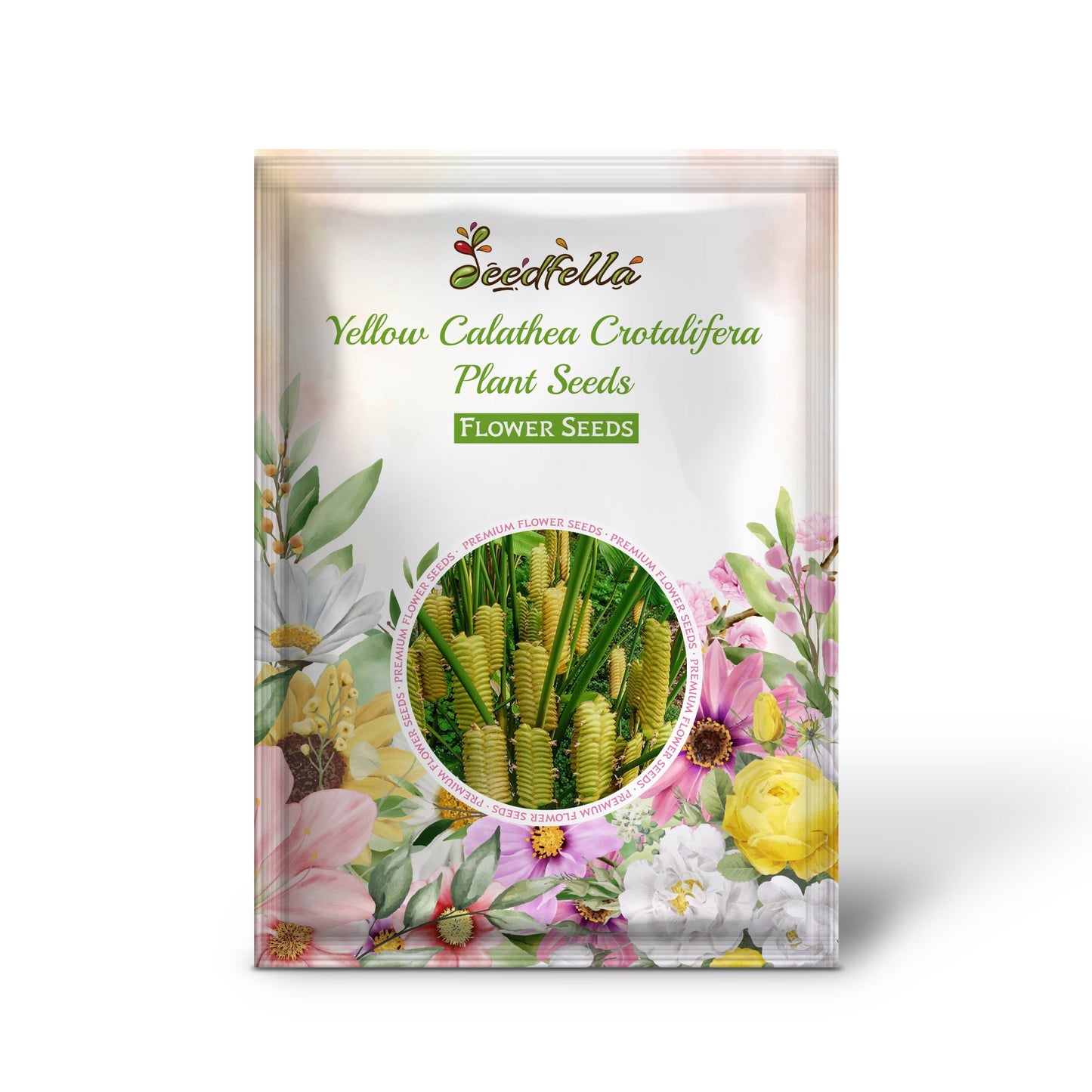 Yellow Calathea Crotalifera Plant Seeds Planting