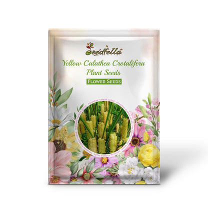 Yellow Calathea Crotalifera Plant Seeds Planting
