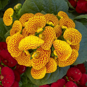 Mixed Calceolaria Flower seeds for Planting - Hardy Variety, Heirloom & GMO Free Seeds for Home Garden