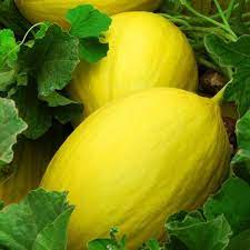 Yellow Canary Melon Fruit Seeds Planting heirloom non-gmo organic garden seeds