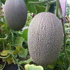 Yellow Cantaloupe Fruit Seeds Planting Sweet