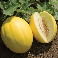 Yellow Cantaloupe Seeds For Planting Grow Sweet And Juicy Melons! heirloom non-gmo organic garden seeds
