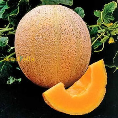 Melon Cantaloupe Fruit Seeds For Planting Yellow heirloom non-gmo organic garden seeds