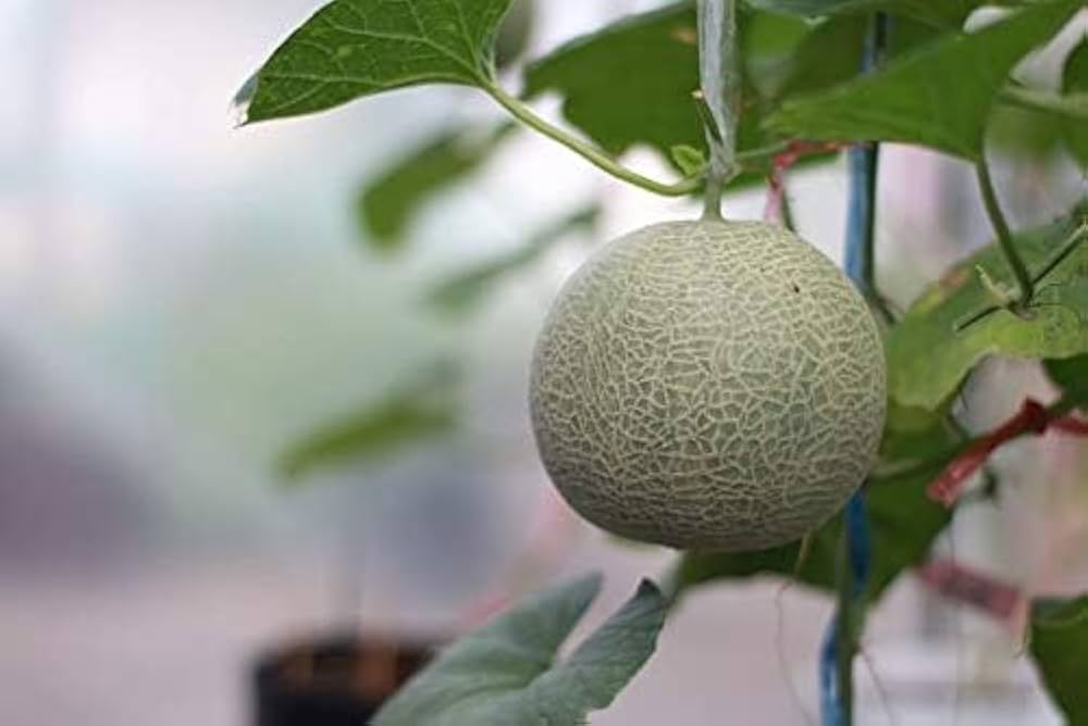 Yellow Cantaloupe Fruit Seeds Planting Sweet heirloom non-gmo organic garden seeds