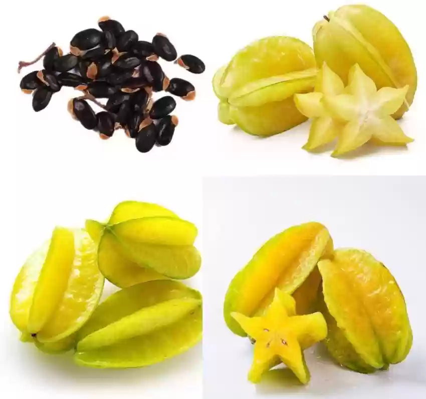 Yellow Carambola Seeds For Planting – Tropical Fruit Delight heirloom non-gmo organic garden seeds