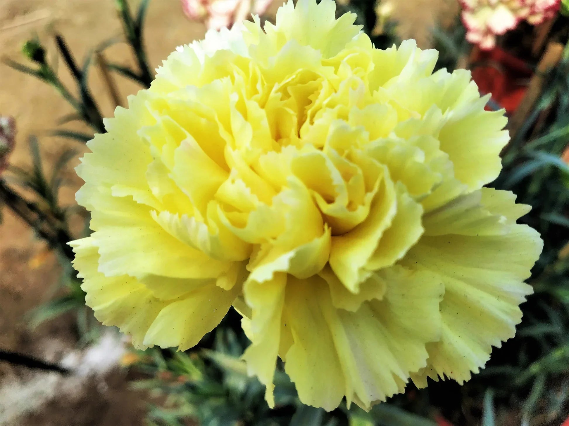 Yellow Carnation Flower Seeds for Planting