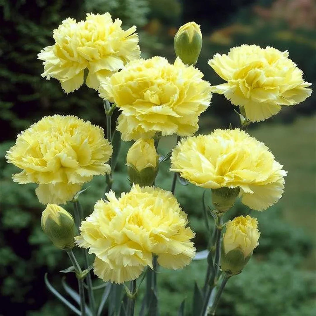 Step-by-Step Guide for Growing Yellow Carnation Seedlings