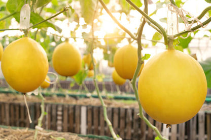 Yellow Casaba Melon Fruit Seeds Planting Sweet heirloom non-gmo organic garden seeds