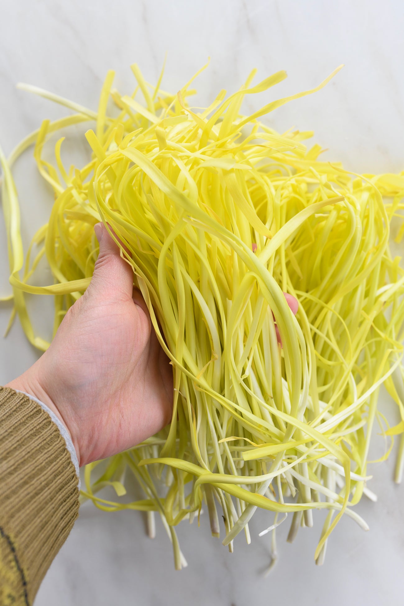 Semillas de hierba de cebollino amarillo
