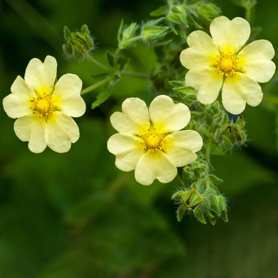 Yellow Cinquefoil Blooms  Non-GMO Flower Seeds for Garden Borders
