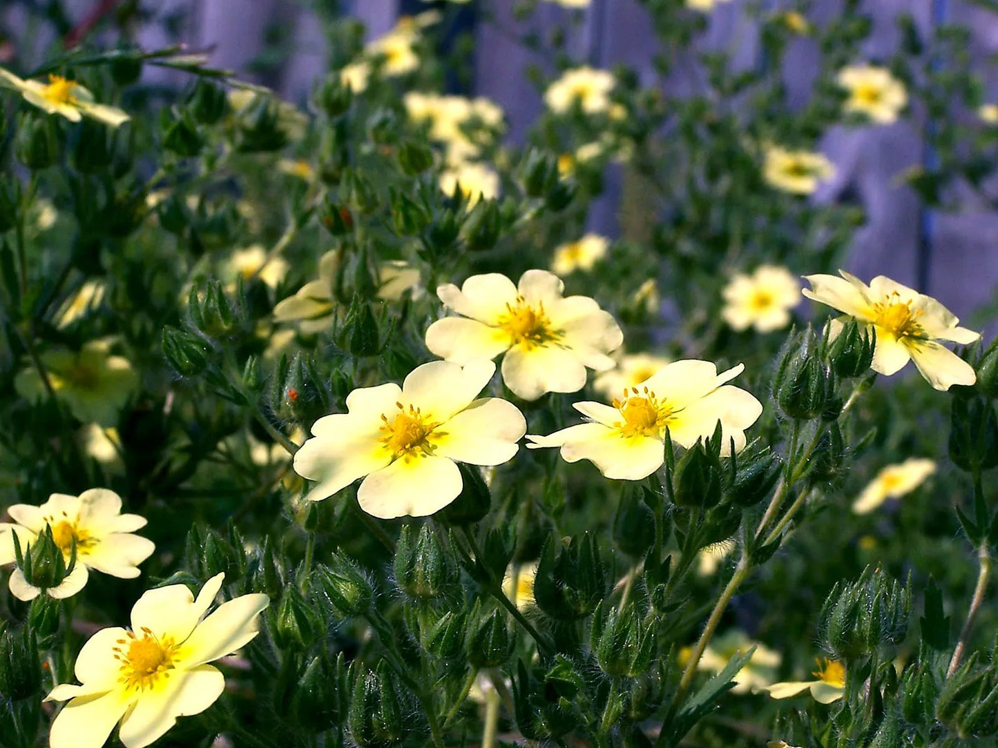 Yellow Cinquefoil Flower Seeds for Planting  Bright Yellow Blooms