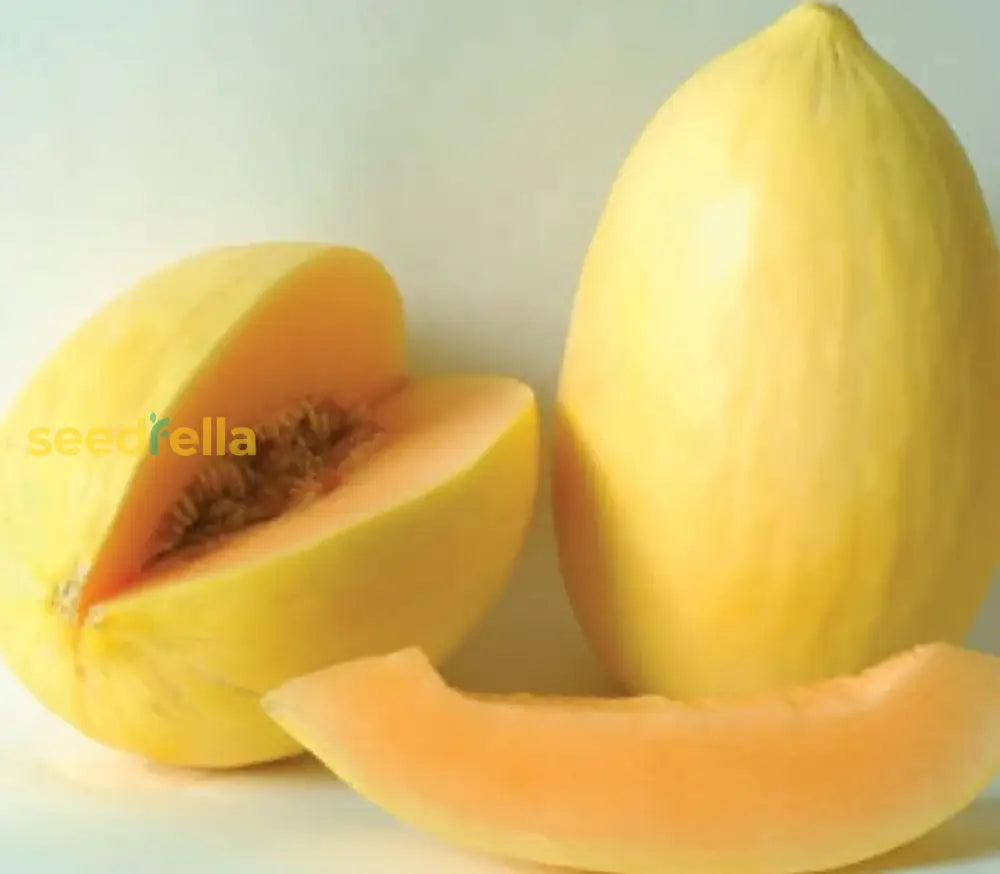 Yellow Crenshaw Melon Seeds Planting Guide
