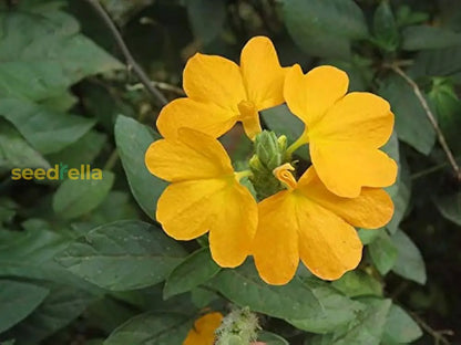 Yellow Crossandra Flower Seeds For Lush Blooms - Perfect Addition To Your Garden Collection