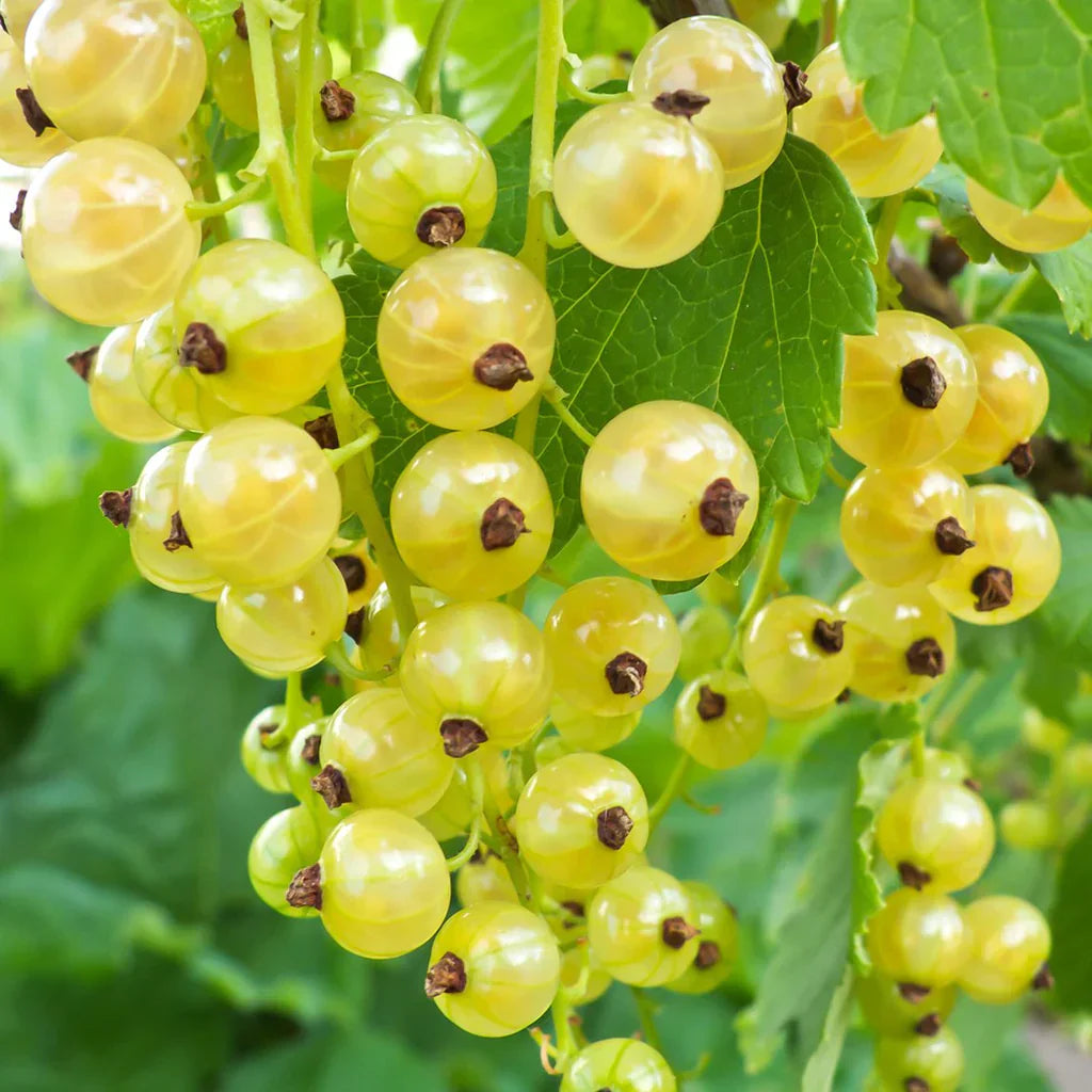 Yellow Currant Fruit Seeds Planting Sweet heirloom non-gmo organic garden seeds