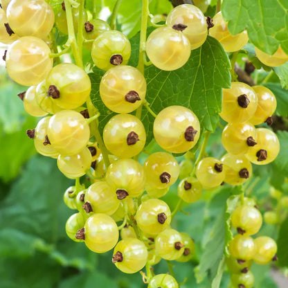 Yellow Currant Fruit Seeds Planting Sweet heirloom non-gmo organic garden seeds