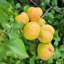 Yellow Cydonia Pome Fruit Seeds Planting Exotic heirloom non-gmo organic garden seeds