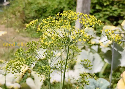 Yellow Dill Mammoth Seeds: Perfect For Planting & Gardening heirloom non-gmo organic garden seeds