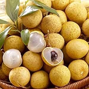 Yellow Dimocarpus Fruit Seeds For Sweet Planting" heirloom non-gmo organic garden seeds