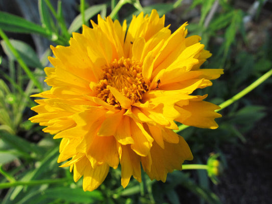 Yellow Early Sunrise Flower Seeds for Planting