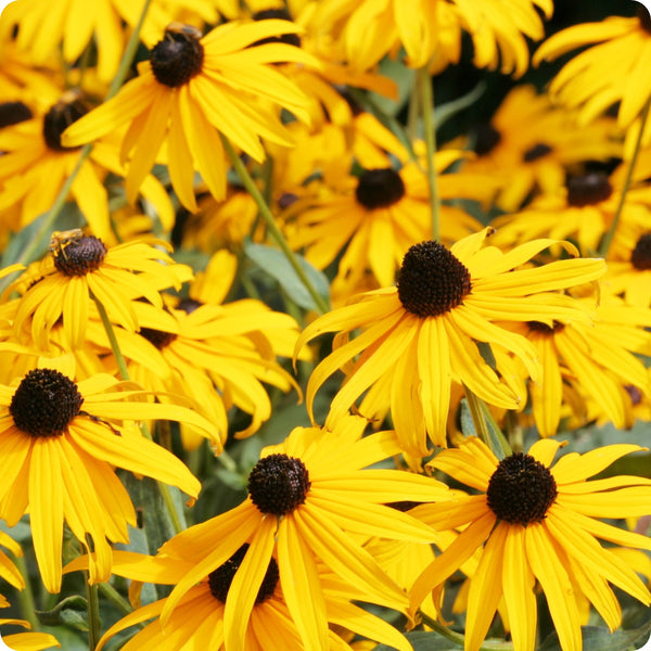 Echinacea Seeds Yellow Echinacea Purpurea 'Yellow' heirloom non-gmo organic garden seeds
