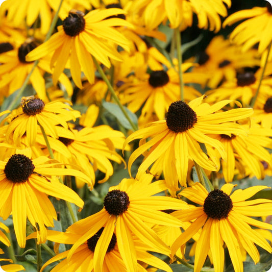 Echinacea Seeds Yellow Echinacea Purpurea 'Yellow' heirloom non-gmo organic garden seeds